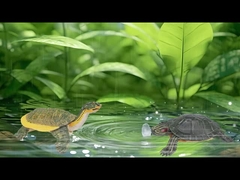 সমুদ্রের প্রাণীর চিত্র